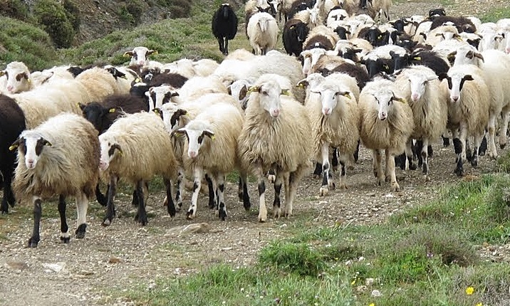 Στήριξη από το de minimis ζητούν οι κτηνοτρόφοι της ΑΜΘ