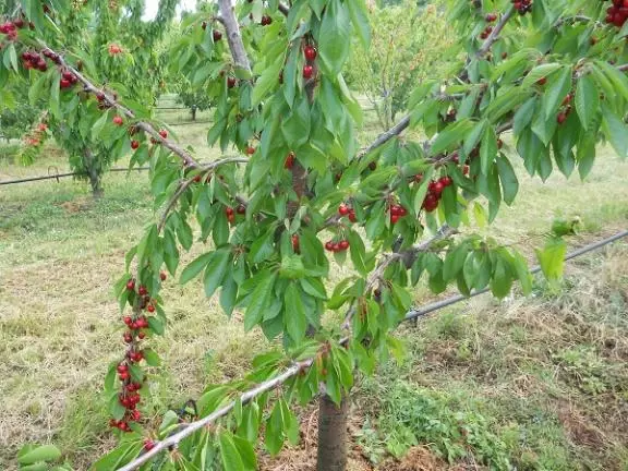 Έρχονται αποζημιώσεις ΕΛΓΑ 2,4 εκατομμυρίων ευρώ στις 4 Μαρτίου για την Π.Ε. Ροδόπης-1,1 εκ αφορούν στα κεράσια λέει ο βουλευτής Ιλχάν Αχμέτ (web tv)