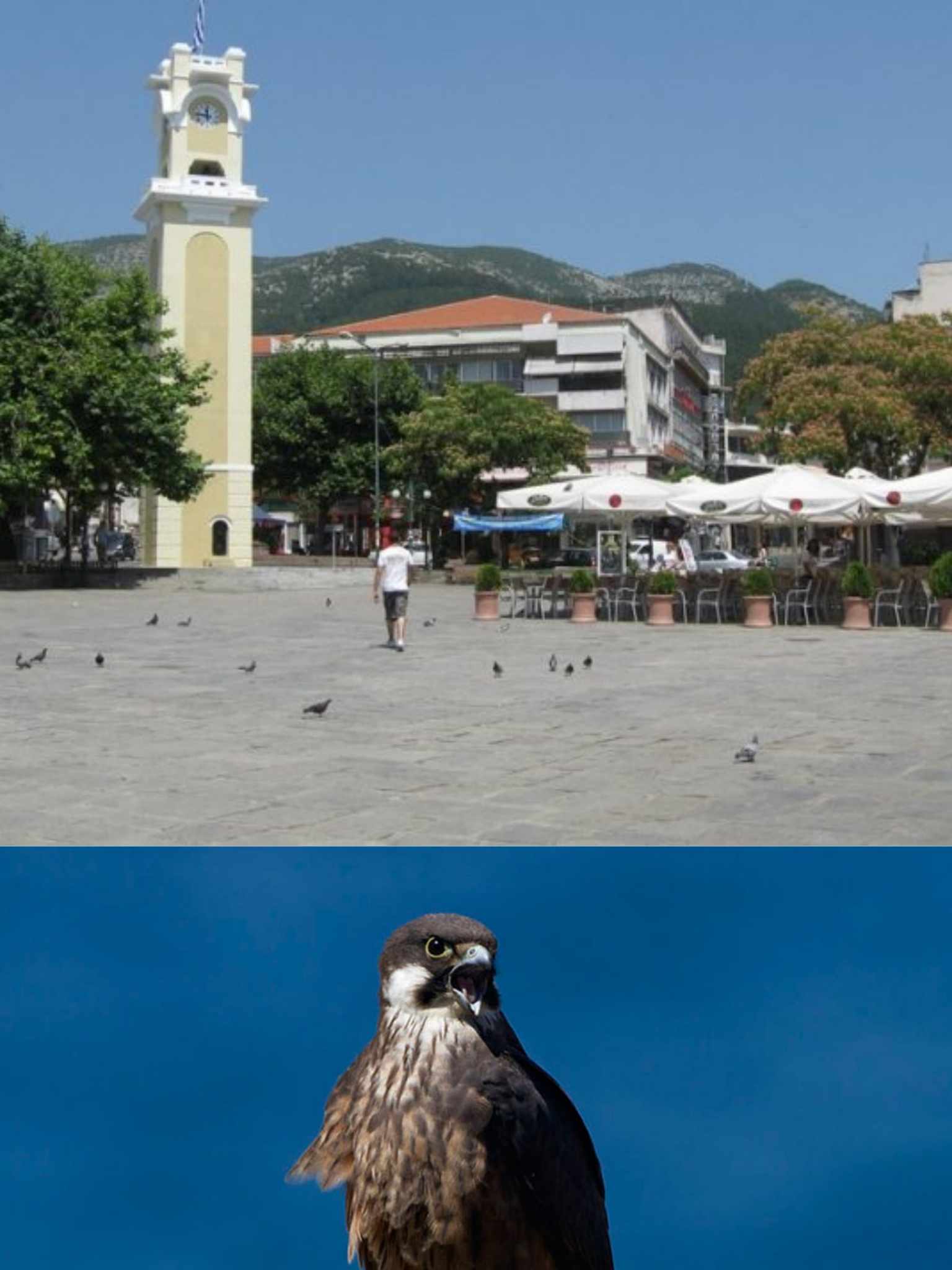 Ξάνθη: Επιστρατεύονται αρπακτικά πουλιά για να διώξουν τα περιστέρια από την πλατεία