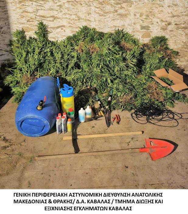 Καλλιεργούσε με επιμέλεια 189 δενδρύλλια κάνναβης