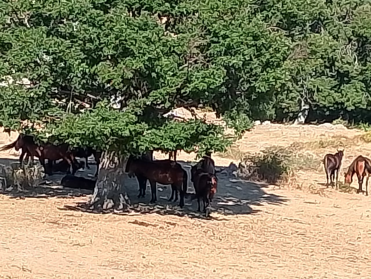 Σοβαρή καταγγελία για κλοπές άγριων αλόγων που παγιδεύονται από συμμορίες στον ορεινό Κεχρο της Ροδόπης (φωτο)