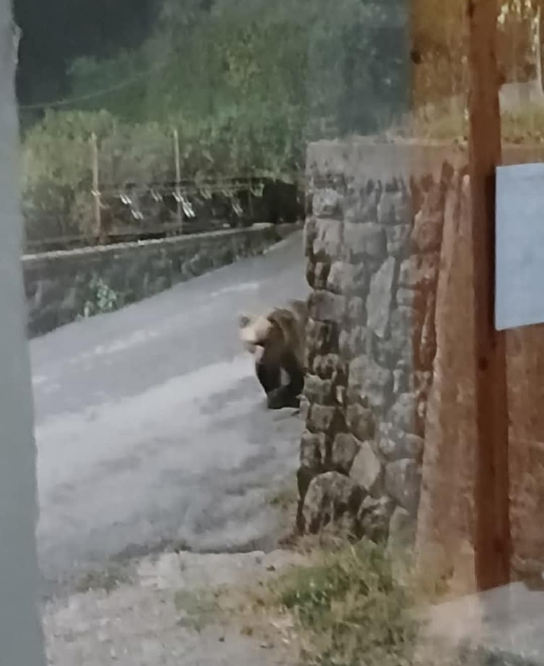 Αρκούδα φωτογραφήθηκε μέσα στο Κάτω Καρυόφυτο της Ξάνθης