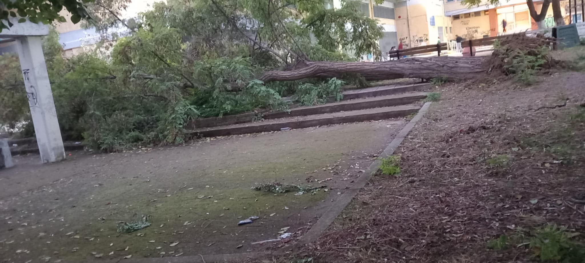 Έπεσε δέντρο μέσα στην αυλή του 3ου Πειραματικού ΓΕΛ Κομοτηνής ,ευτυχώς εκτός ωρών μαθημάτων